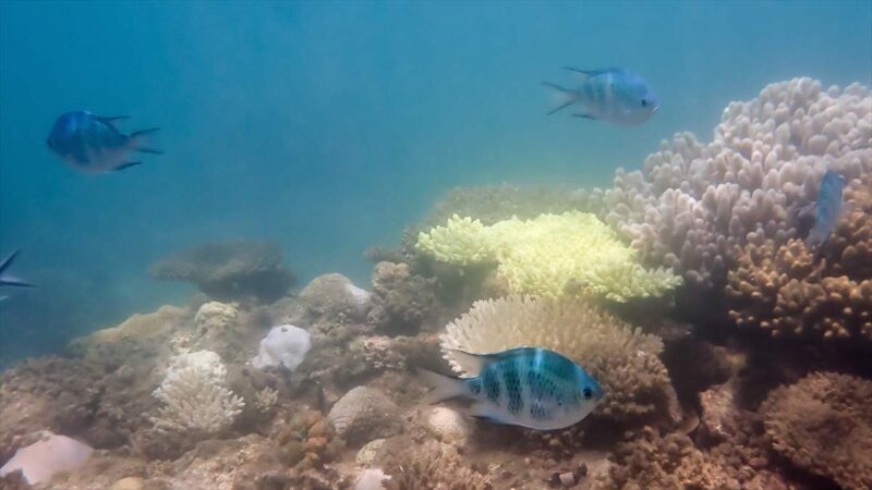 屋鈍海岸の海中に広がるサンゴ礁と泳ぐ熱帯魚の群れ