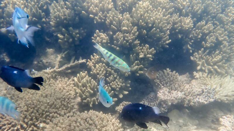 様々な魚がたくさん泳いでいた