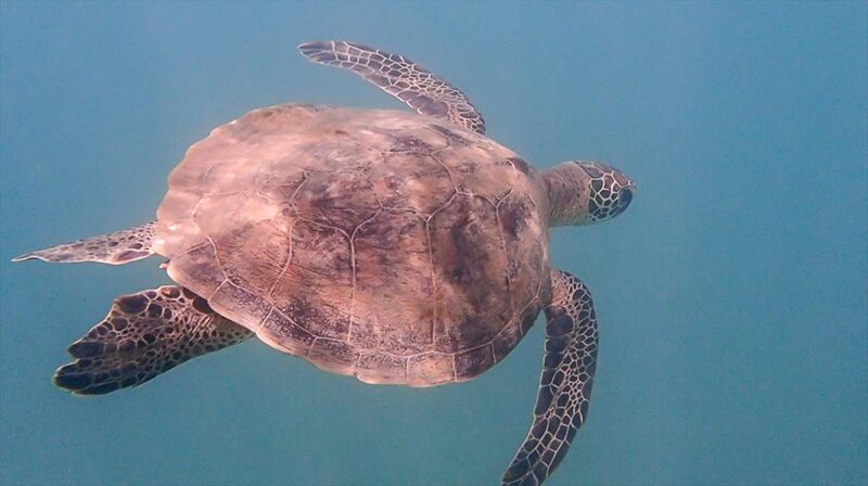 屋鈍海岸でシュノーケリング中に出会ったウミガメが泳ぐ姿