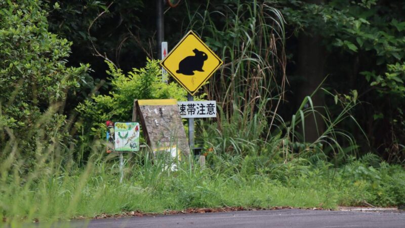 クロウサギに注意