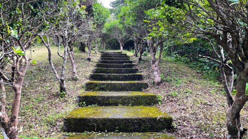 白い建物の左側にある木々に囲まれた階段風景
