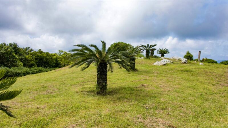 芝生とソテツの丘は見晴らしが良い